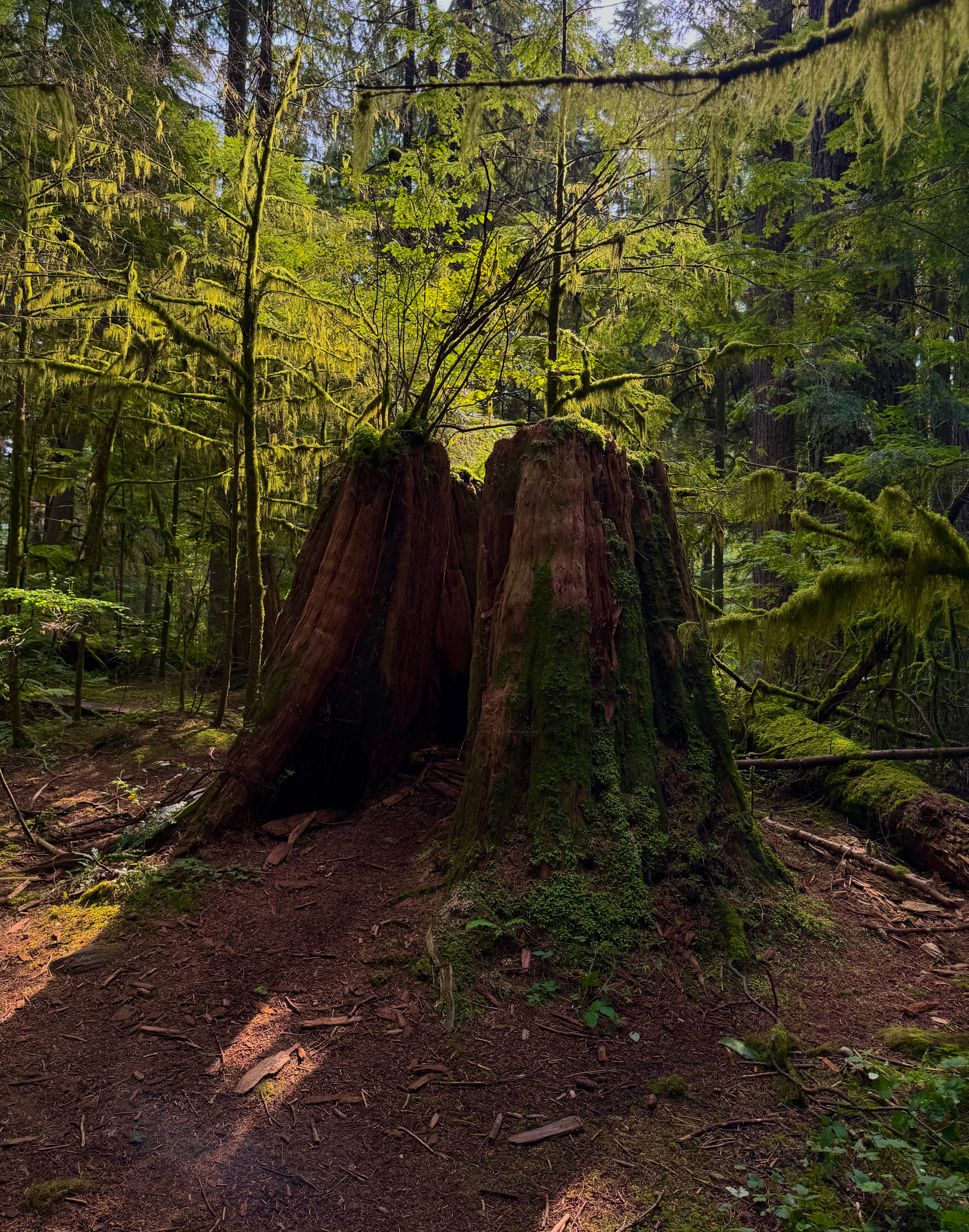 Tree Stump
