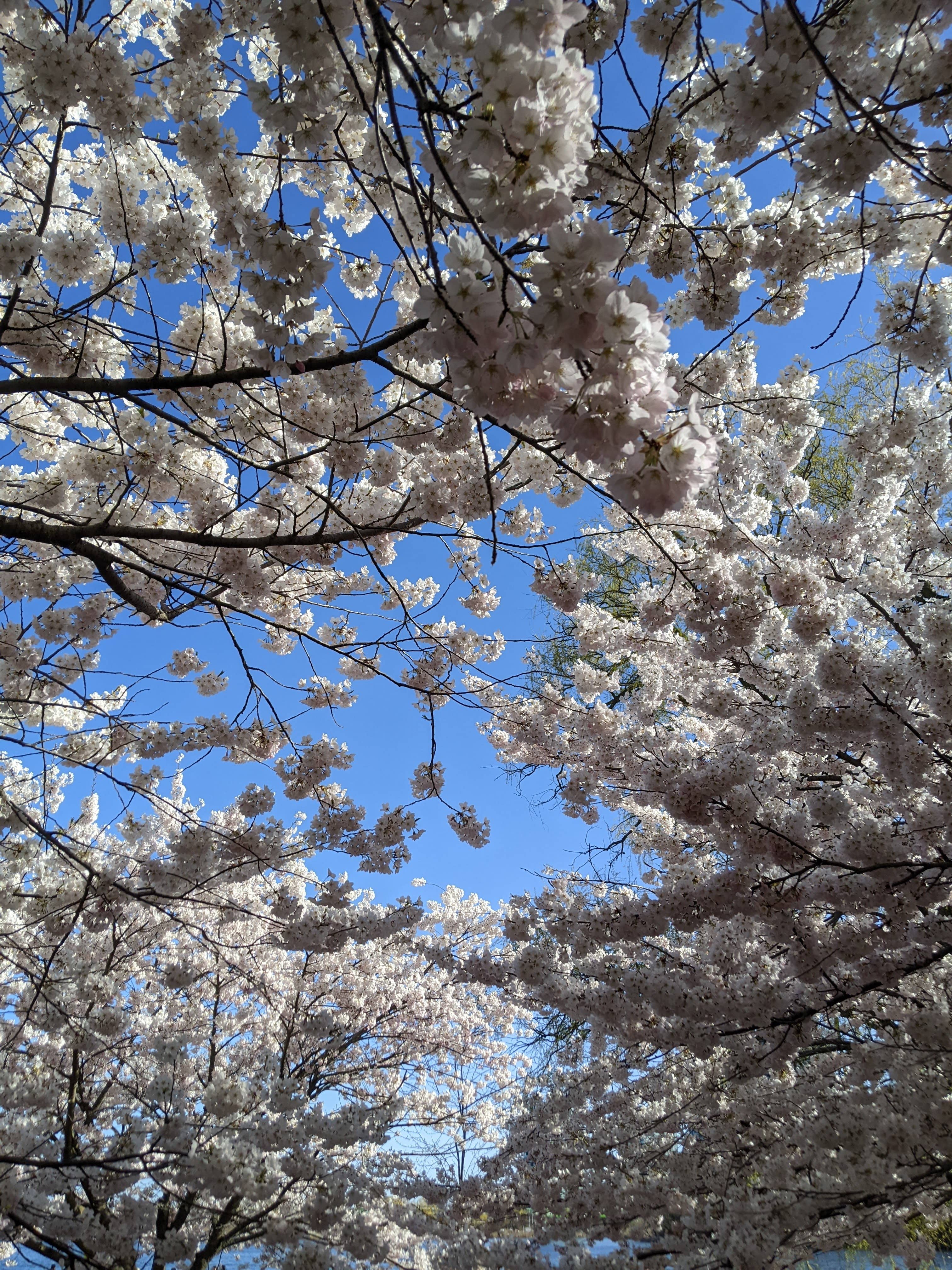 Cherry Blossoms